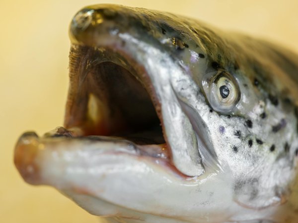 Faire face à l'obésité infantile: Le rôle des pédiatres